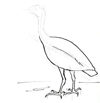 350x358 How To Draw An Ibis Bird