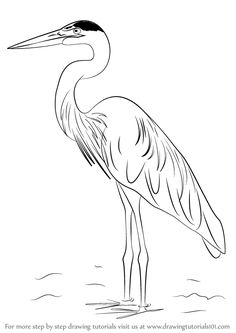 236x333 Learn How To Draw A Great Blue Heron (Birds) Step By Step