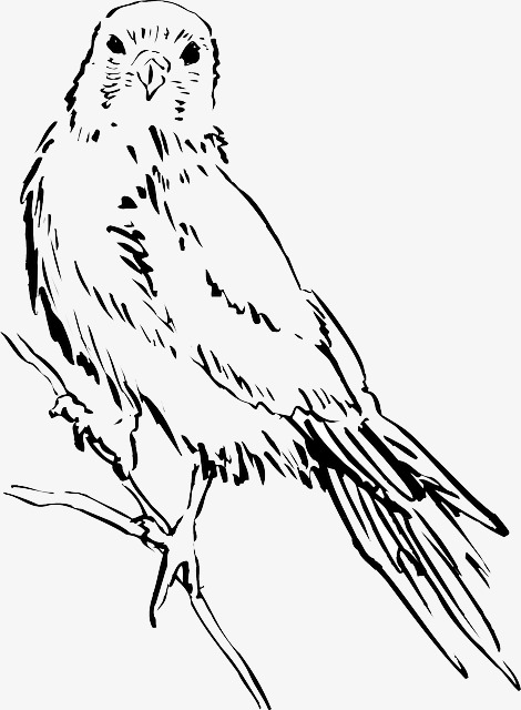 470x640 Sketch Birds, Sketch, Birds, Animal Png Image For Free Download