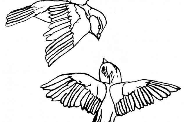 640x420 Tag For Love Birds Drawing Love Bird Drawings. How To Draw Birds