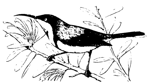 500x283 Australian National Botanic Gardens