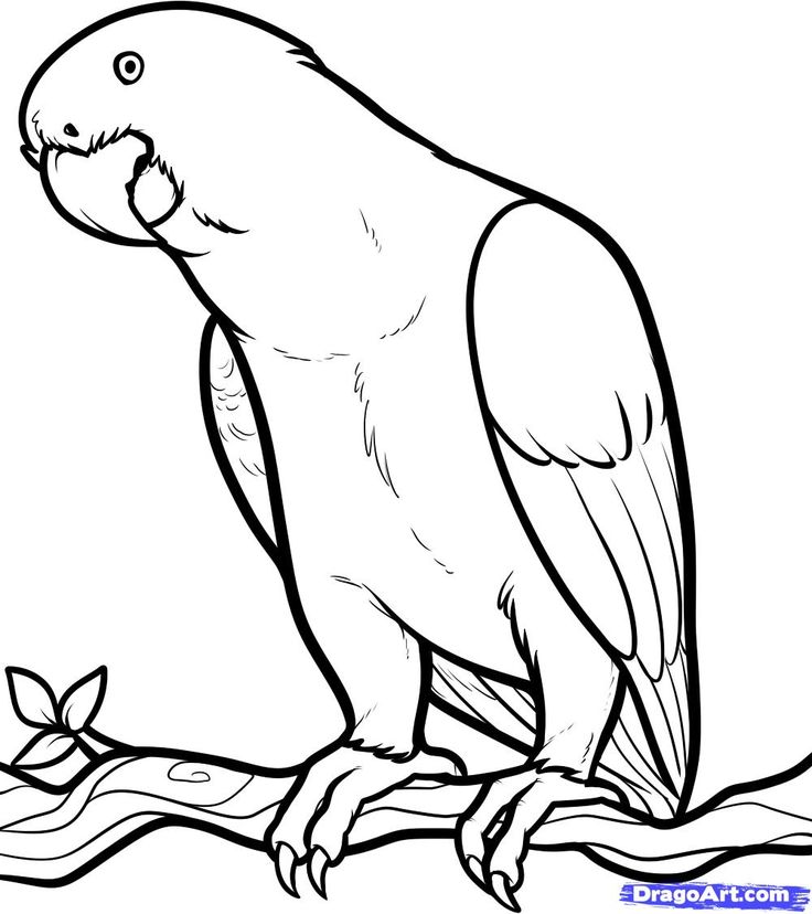 736x828 Bird Animal Coloring Pages