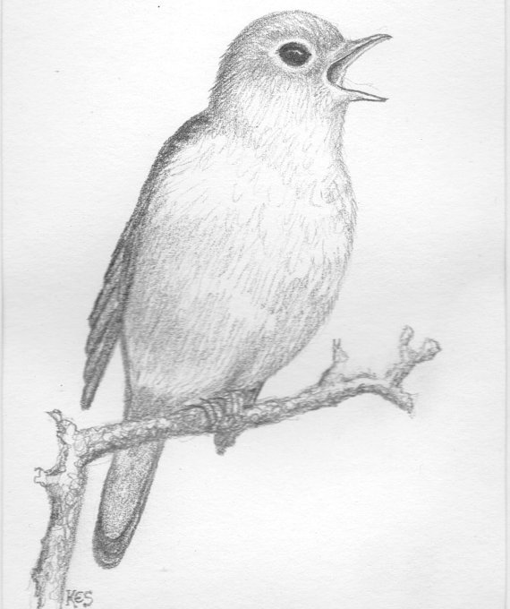 570x680 Gallery Birds Pencil Drawing,