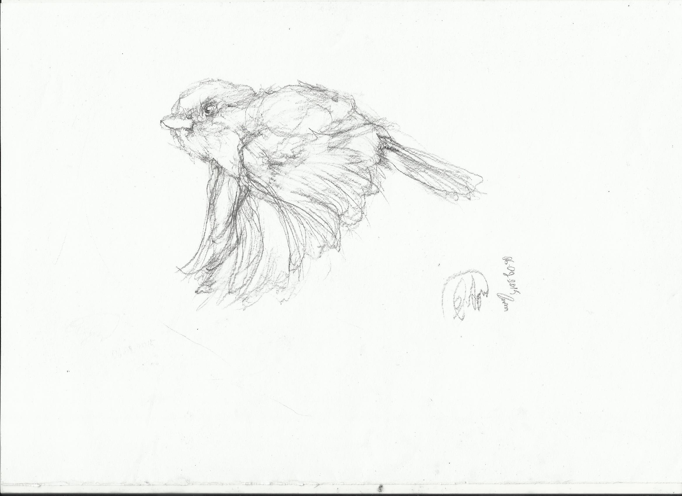 2338x1700 Bird Drawing Nightwithdeer