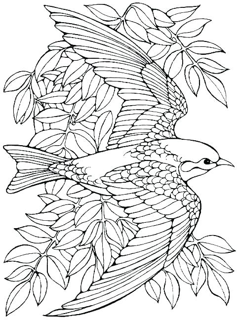 484x648 Free Coloring Pages Of Birds Trend Bird Coloring Pages For Adults