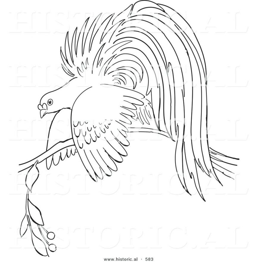 863x880 Bird Outline Outlines Birds Pictures Drawing Flying Outlines