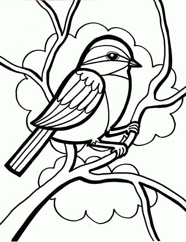 600x781 Bird Phylum Coloring Page Realistic Bird Coloring Pages