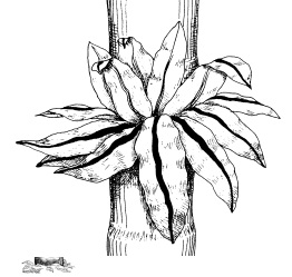 262x249 A Rainforest Walk Primary