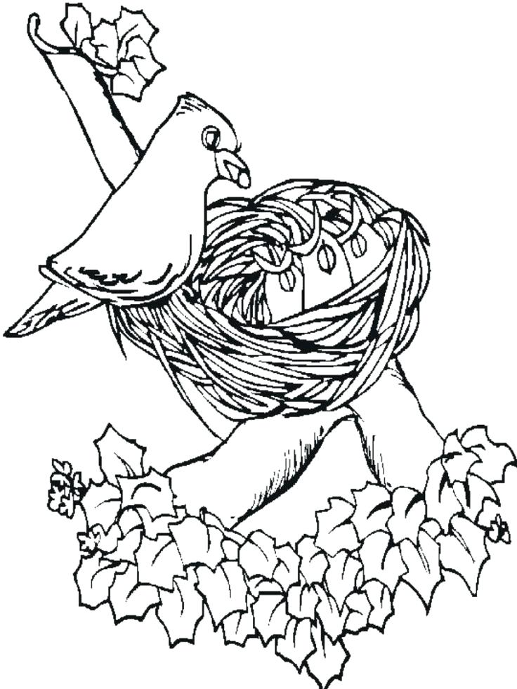 736x981 Free Coloring Pages Of Birds Trend Bird Coloring Pages For Adults