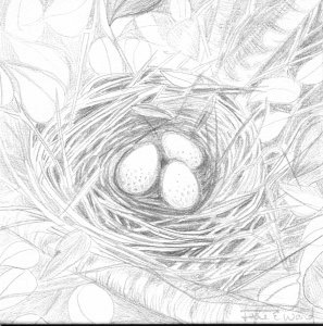 297x300 Silverpoint Drawings Jane E. Ward Art