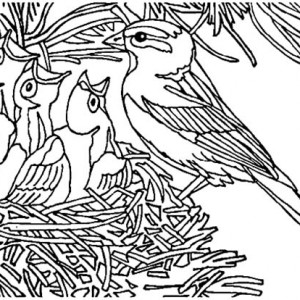 300x300 Baby Bird Open Their Mouth Wide In Bird Nest Coloring Pages Best