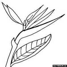 236x236 Bird Of Paradise Flower Coloring Page Super Coloring Stained