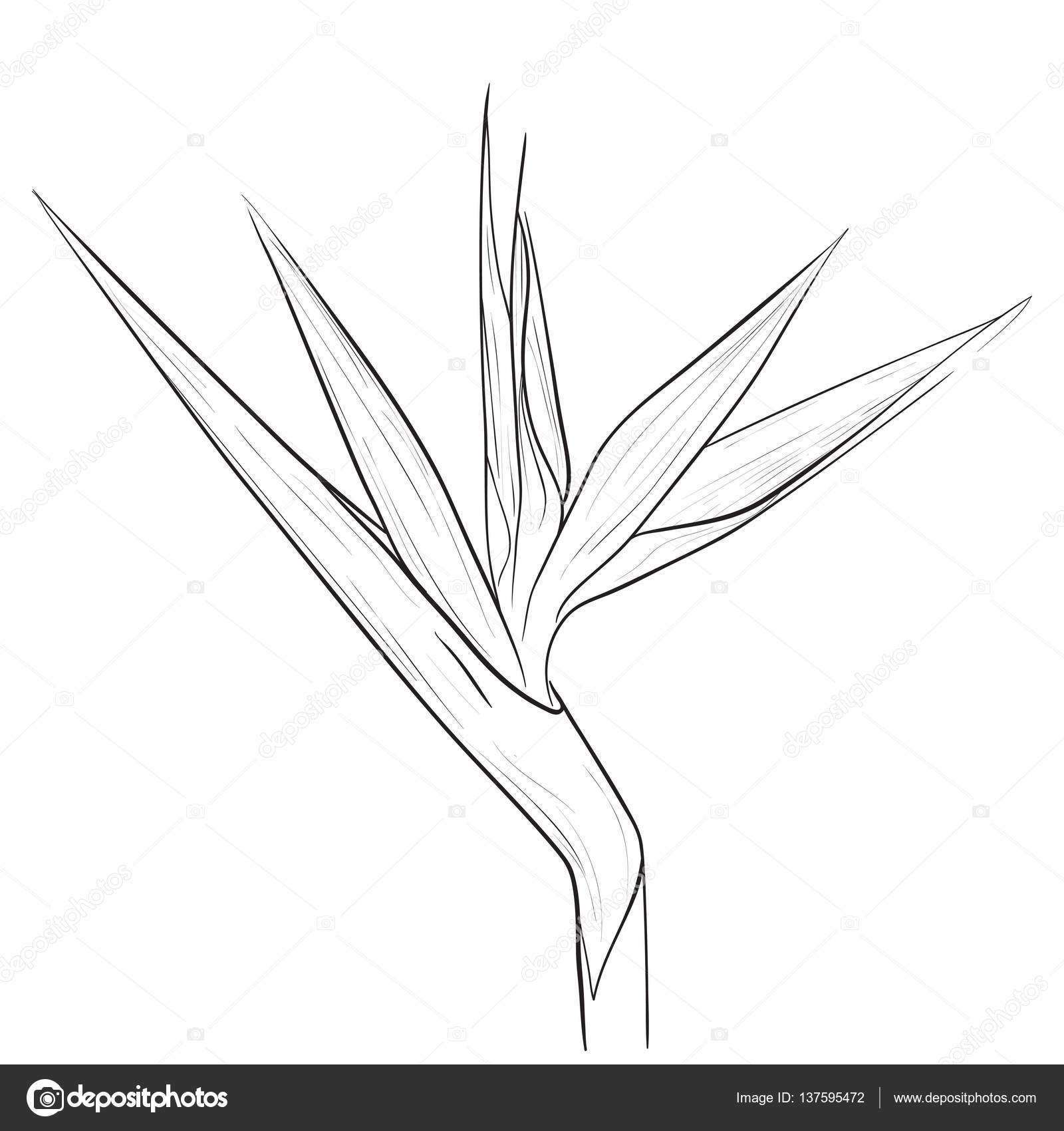 1600x1700 Bird Of Paradise Flower In Sketch Style Stock Vector