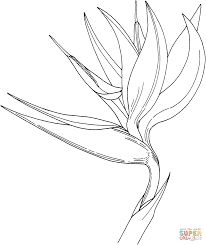 206x245 Bird Of Paradise