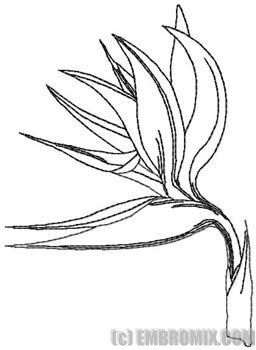 256x350 Bird Of Paradise Flower. Inspiration For Keon's Leather Tooling