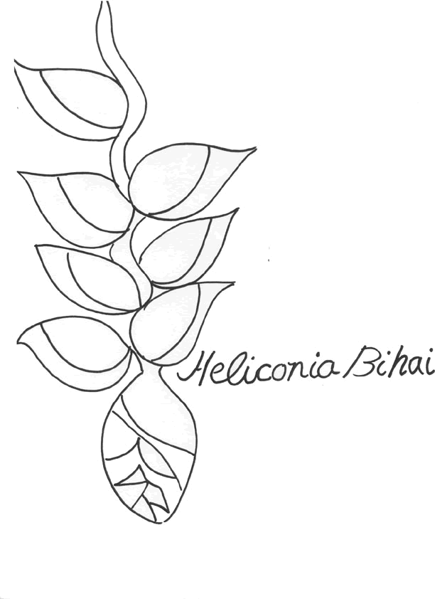 612x842 Tropical Bird Of Paradise