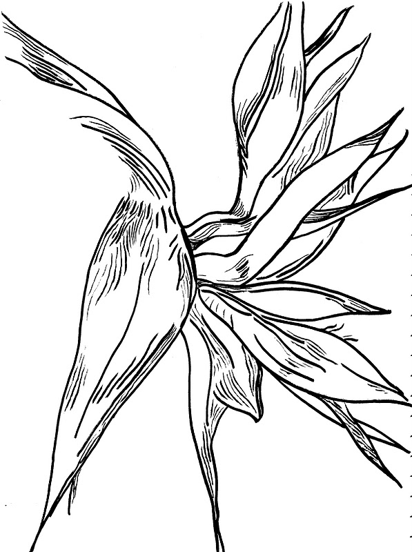 Birds Of Paradise Flower Drawing at GetDrawings | Free download
