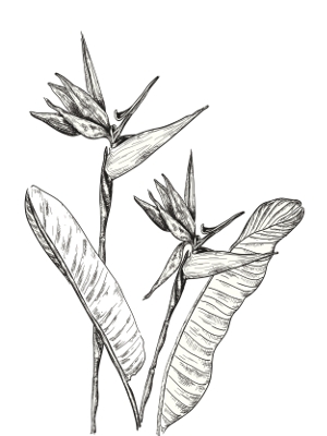 300x400 Tropical Flower Tattoos Paradise Tattoo, Tattoo Designs And Tattoo