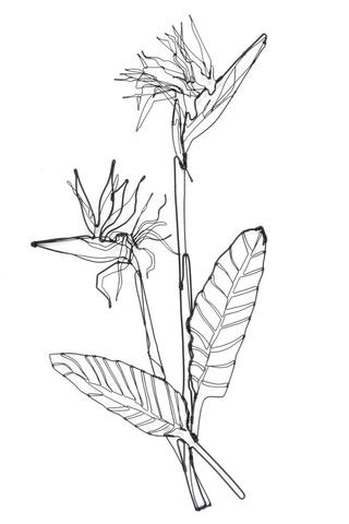 320x480 Wall Art Livafrika