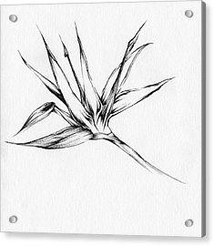 235x270 Bird Of Paradise Drawing By Christopher Lem