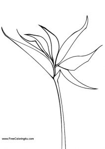 212x300 Bird Of Paradise Flower Coloring Pages