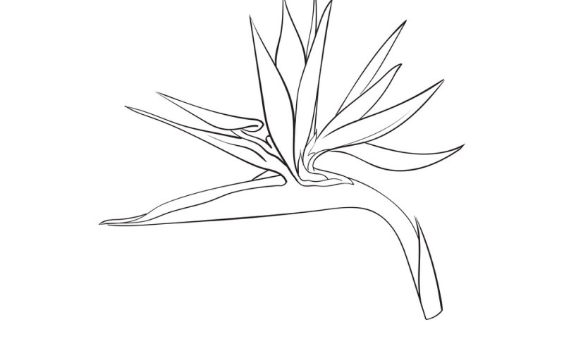 800x491 Bird Paradise Flowers Sketches Gardening Flower And Vegetables