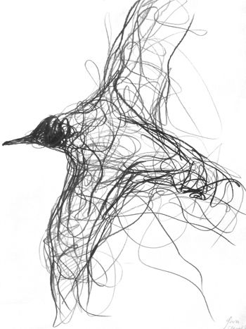 350x467 Drawn Bird Line Art