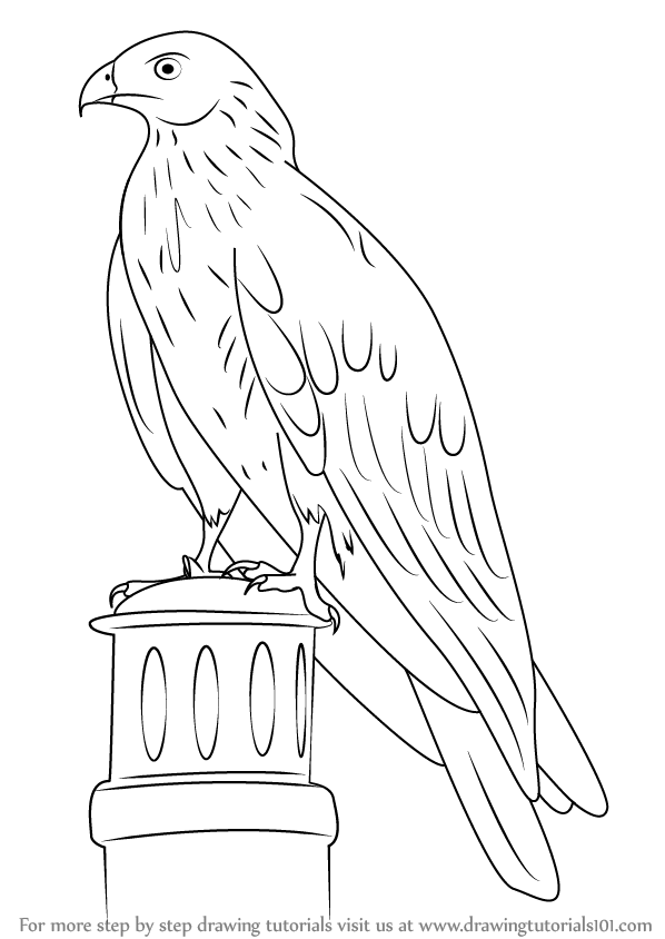 598x844 Learn How To Draw A Black Kite (Birds) Step By Step Drawing