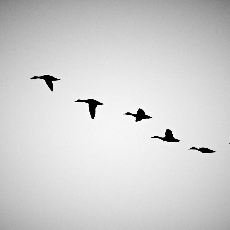 800x800 Flying Birds Silhouette Throw Pillows By Cebotarin Redbubble