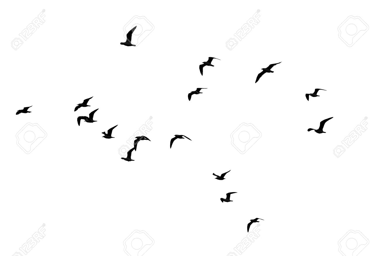 1300x877 Flocks Of Birds Silhouette On A White Background Stock Photo