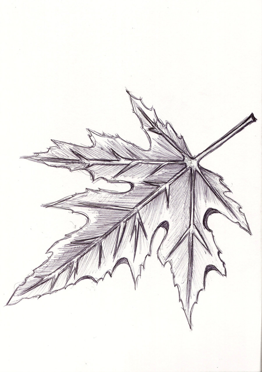 900x1278 Sketchy Leaf By Whysoseriouz