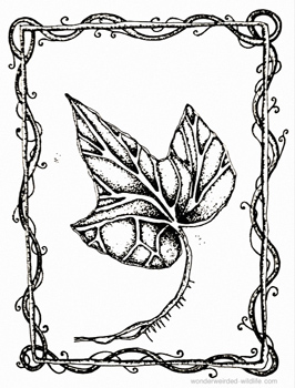 266x350 Ivy Drawings For Our Birth Flowers Of The Month January Collection