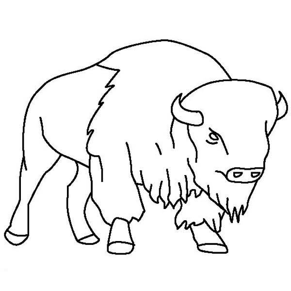 600x600 Bison Outline Coloring Page Color Luna