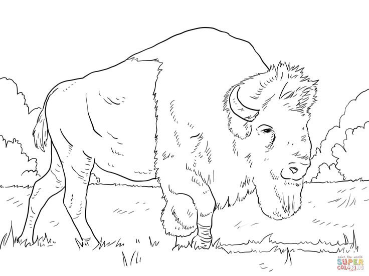 736x552 75 Best Buffalo And Bison Sketches Images On American