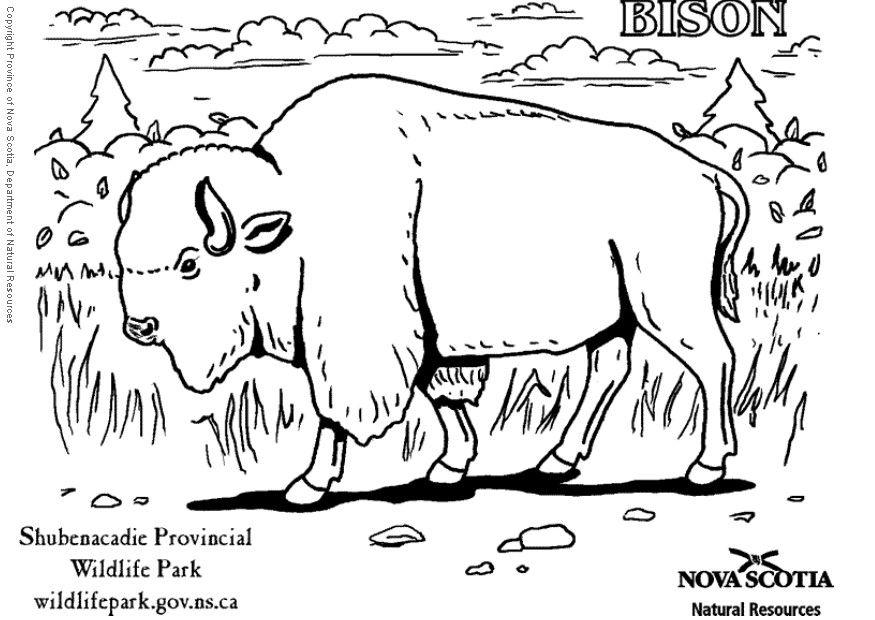 875x620 Coloring Page Bison