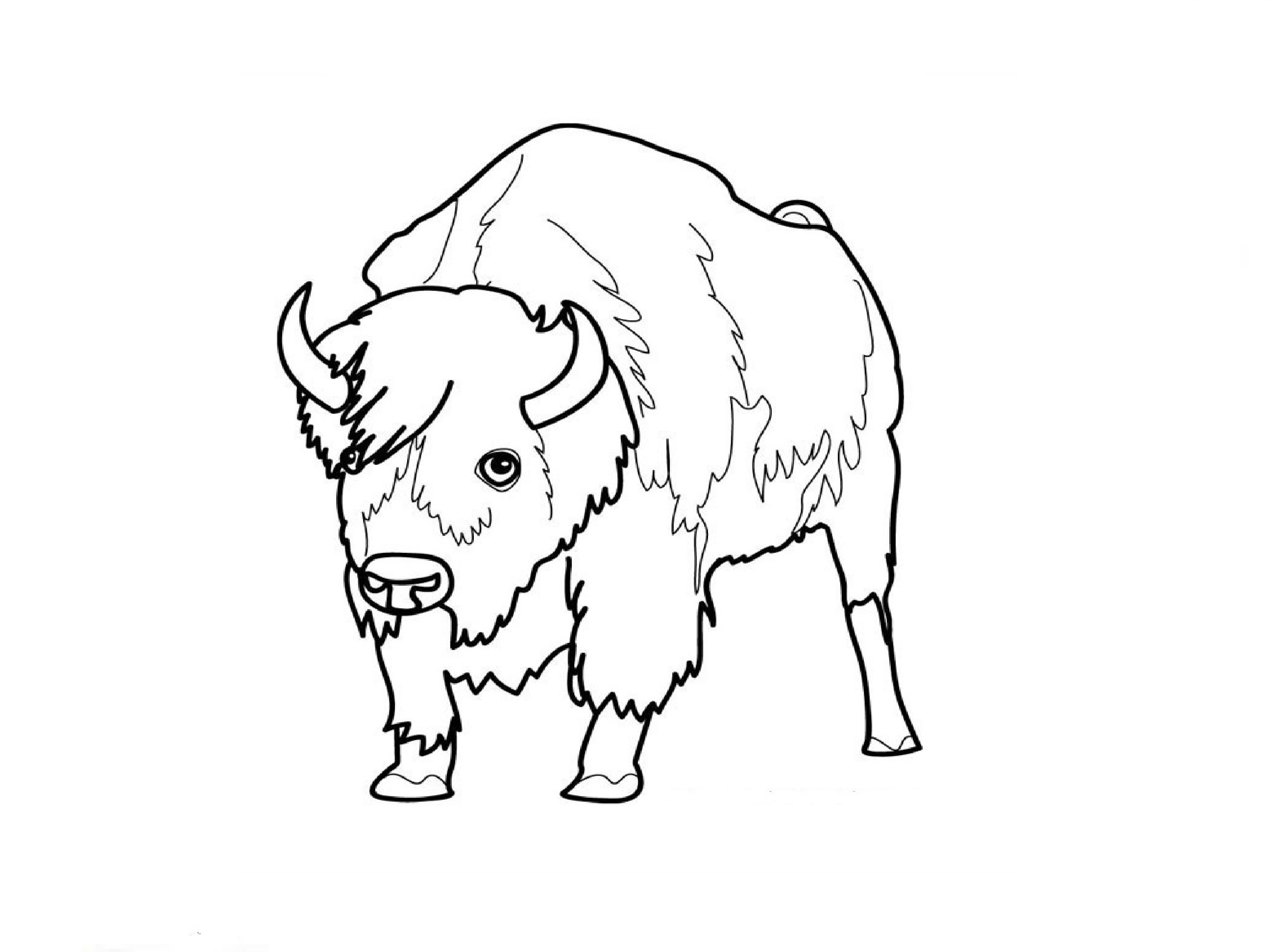 2592x1944 How To Draw An American Bison