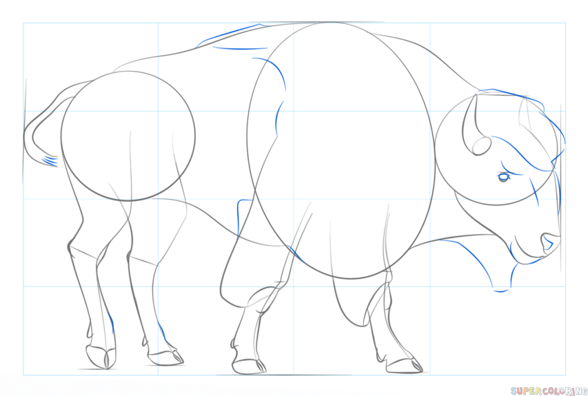 853x575 How To Draw A Realistic Bison Step By Step Drawing Tutorials
