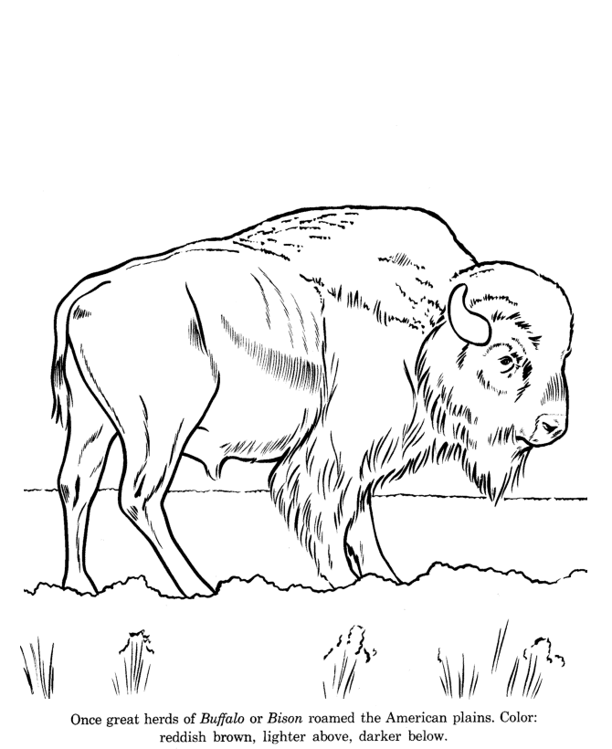 670x820 Animal Drawings Coloring Pages Wild Bison Animal Identification