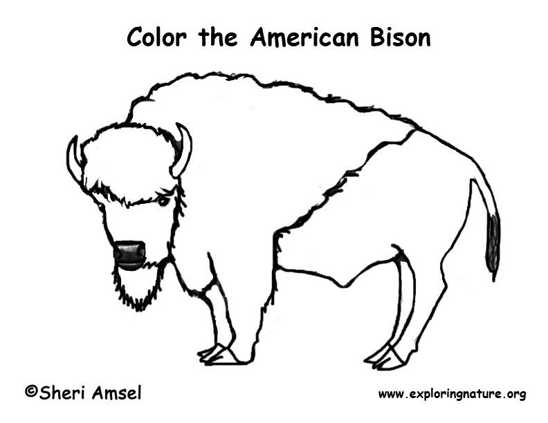 792x612 Bison Coloring Page