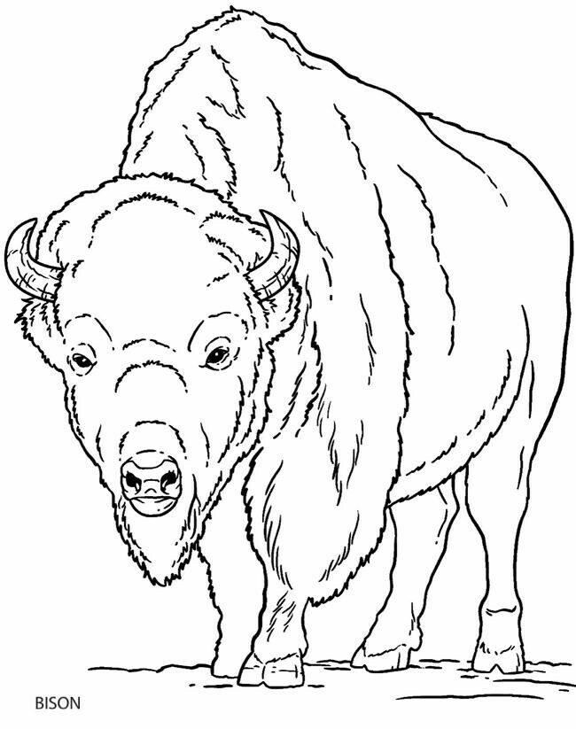 650x823 75 Best Buffalo And Bison Sketches Images On American