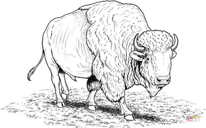 720x446 American Buffalo (Bison) Coloring Page Free Printable Coloring Pages