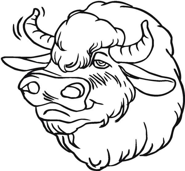 600x556 Picture Of Bison Head Coloring Page Color Luna