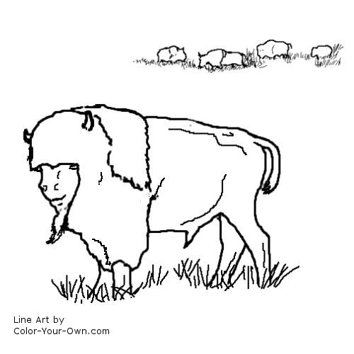 500x500 Buffalo Coloring Page