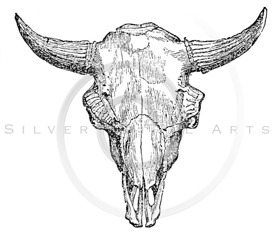 893x768 Vintage Animals Bw Illustrations Png