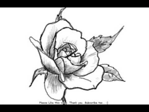 480x360 How To Draw A Beautiful Rose Flower