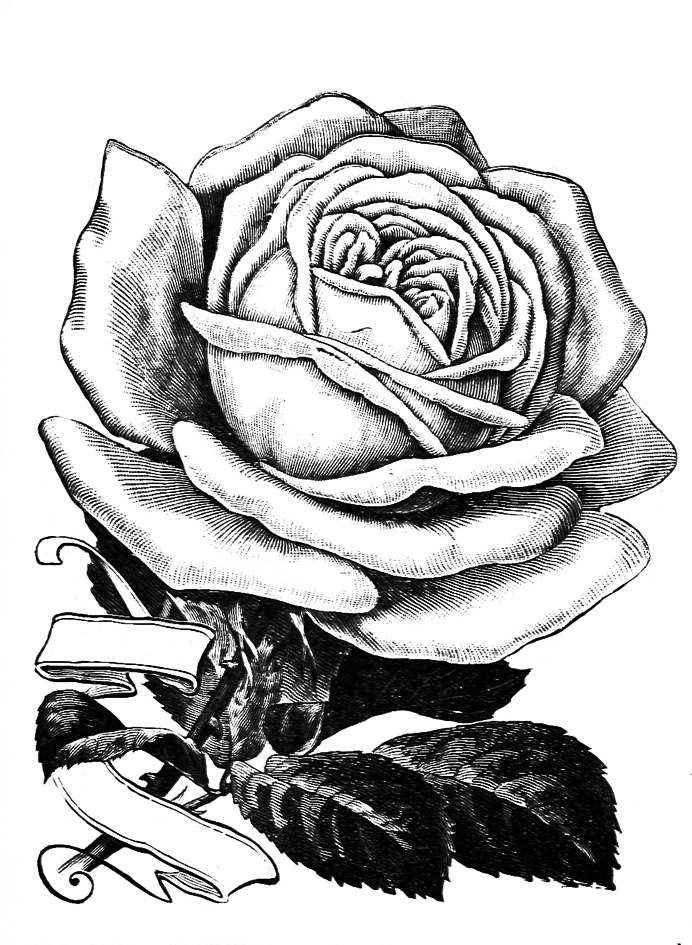692x945 Rose Clipart