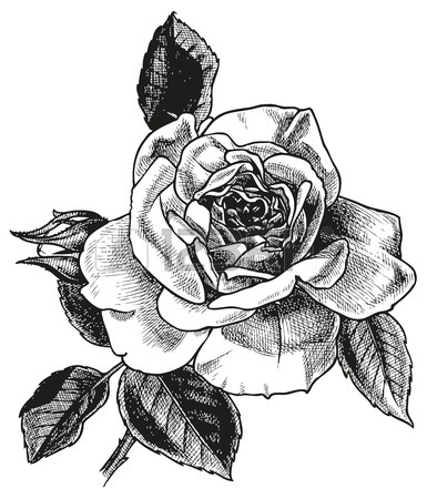385x450 Rose Flower Flora Vector Drawing Black Sketch Image Leaves