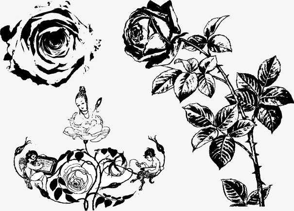 605x435 Vector Sketch Of Roses, Rose Sketch, Black And White, Concise Png