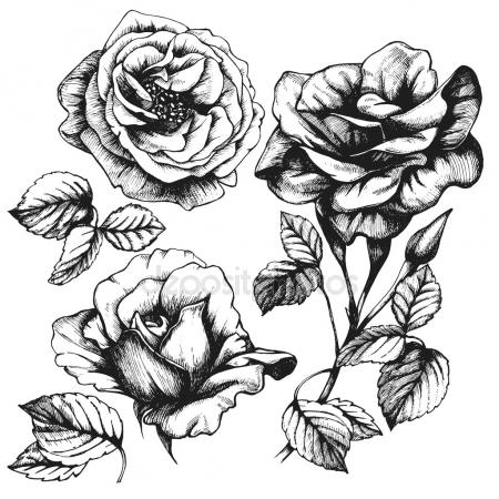 450x450 Detailed Hand Drawn Roses. Stock Photo Victoria Novak