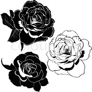 317x320 Black And White Line Drawing Of Rose Flower Stock Vector Colourbox